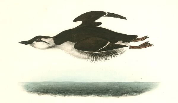 Large-billed Guillemot. Male. Audubon, John James, 1785-1851