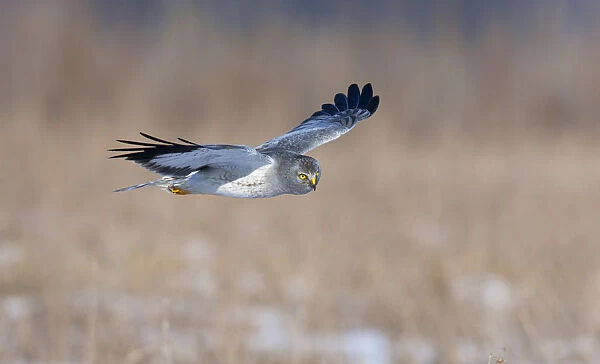 Male Hen Harrier flying and hunting above wintery arable land, Circus cyaneus, Netherlands