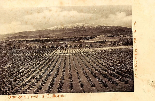 Oranges Agriculture California 1904 Kalifornien