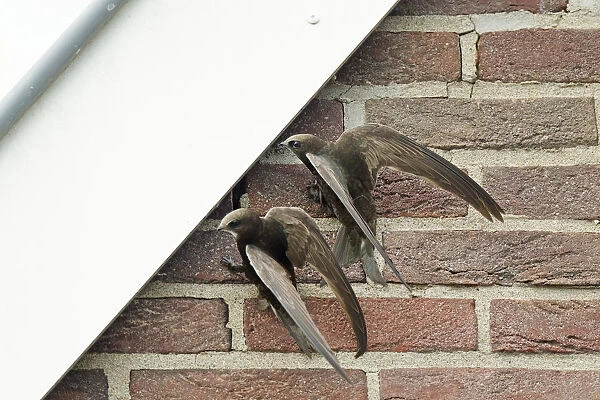 Pair of Common Swifts hanging against wall of house in search of nesting holes along roof edge to breed in, Apus apus