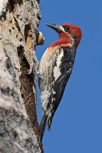 Red-breasted Sapsucker, Sphyrapicus ruber