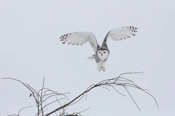 Snowy Owl landing on branch, Bubo scandiacus