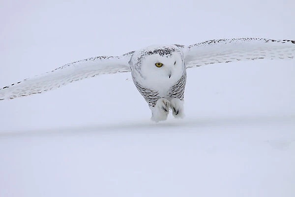 Snowy Owl landing in snow, Bubo scandiacus
