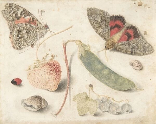 Studies Fruits Insects Shells late 16th-mid-17th century