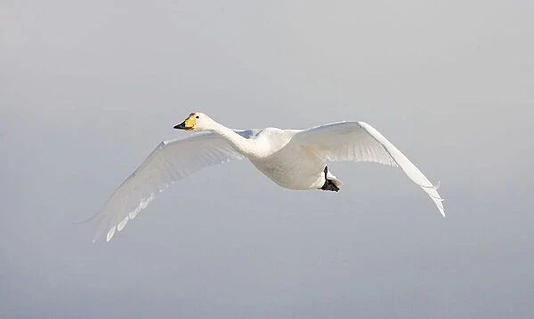 Whooper Swan adult flying, Cygnus cygnus