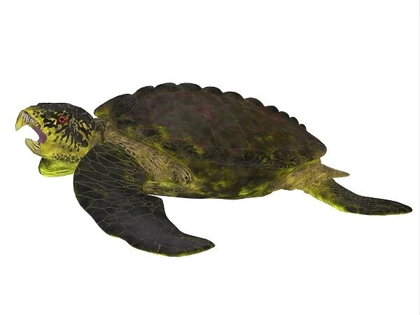 Archelon sea turtle side profile