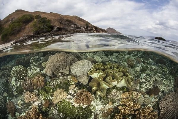 A beautiful reef grows in Komodo National Park, Indonesia