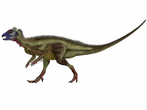Hypsilophodon is an ornithopod dinosaur from the Cretaceous Period