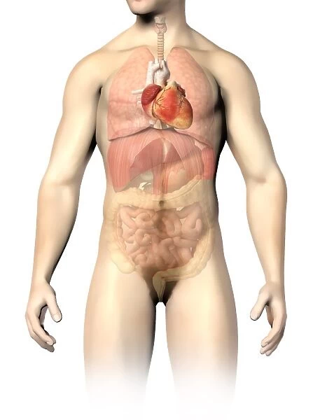 Male anatomy of internal organs