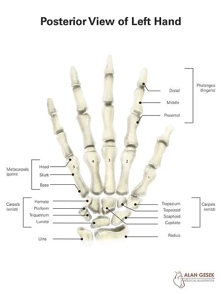 Posterior view of left hand, with labels