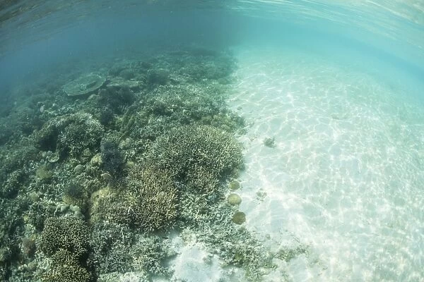Reef-building corals are encroached upon by a sand bank in Indonesia