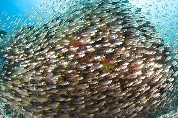 School of golden sweeper fish, Raja Ampat, Indonesia