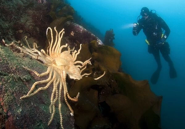 Scientific diver looks on at a giant starfish, Antarctic Peninsula