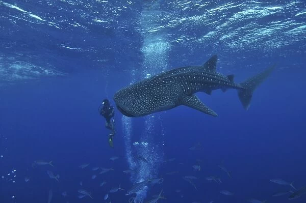 Whale shark and diver, Maldives
