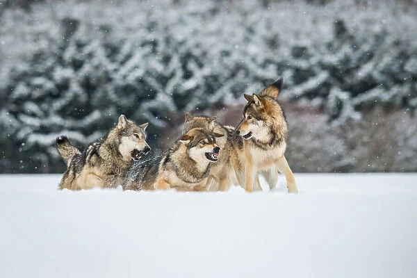 Wolves discuss, Canis lupus, confusion in the pack