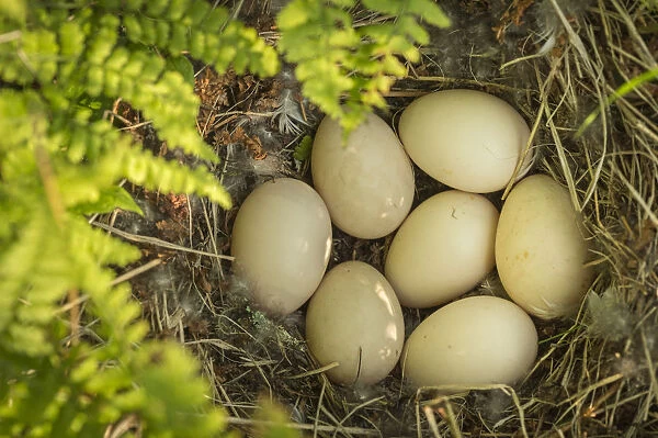 American wigeon (Anas  /  Mareca americana) nest with seven eggs, Anchorage Provincial Park