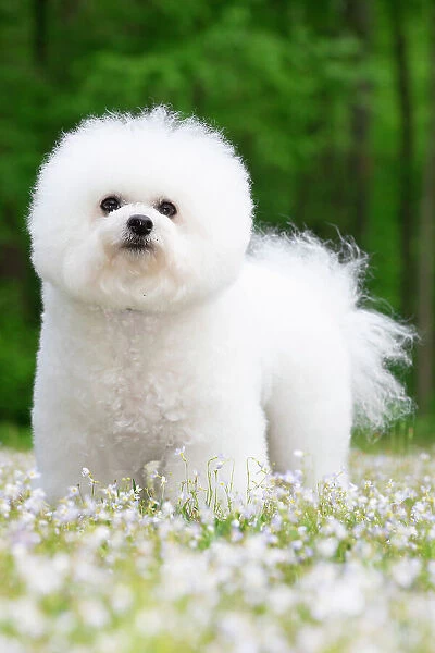 Bichon frisedog standing among spring flowers, portrait, Connecticut, USA. May