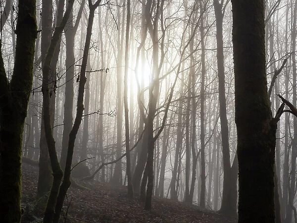 Mist drifting through woodland with trees backlit by the sun, Ambleside, Lake District, Cumbria, UK. December, 2021