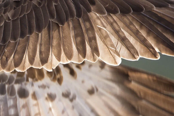 Osprey (Pandion haliaetus) male wing detail, Cairngorms National Park, Scotland, UK