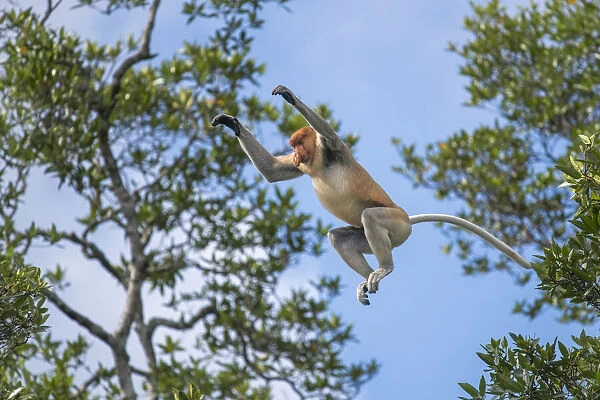 Proboscis monkey (Nasalis larvatus) male leaps between trees. Sabah, Malaysian Borneo