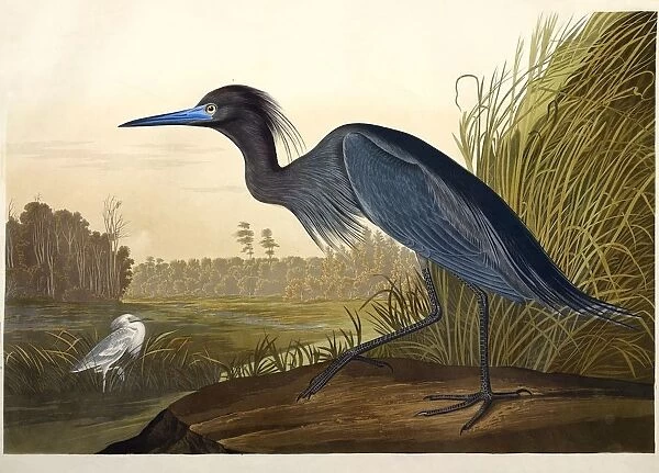 Blue Crane or Heron, Ardea Coerulea, 1845