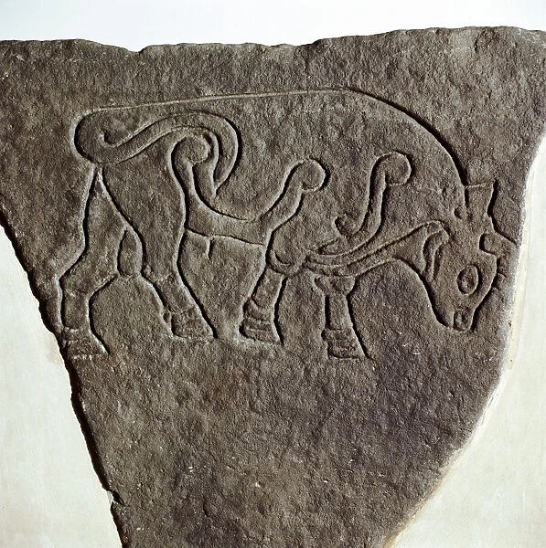 Bull motif on Pictish incised stone, Burghead, Moray, Scotland, c6th - 7th century