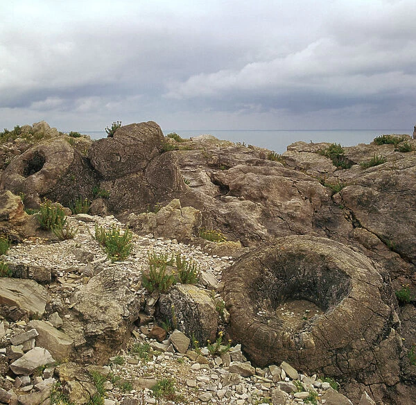 Fossil forest in Dorset