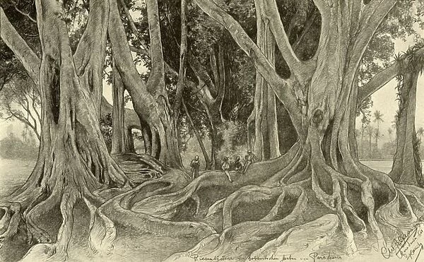 Giant trees in the botanical gardens, Peradeniya, Kandy, Ceylon, 1898