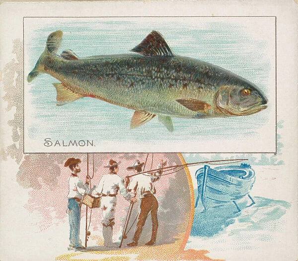 Salmon, from Fish from American Waters series (N39) for Allen & Ginter Cigarettes
