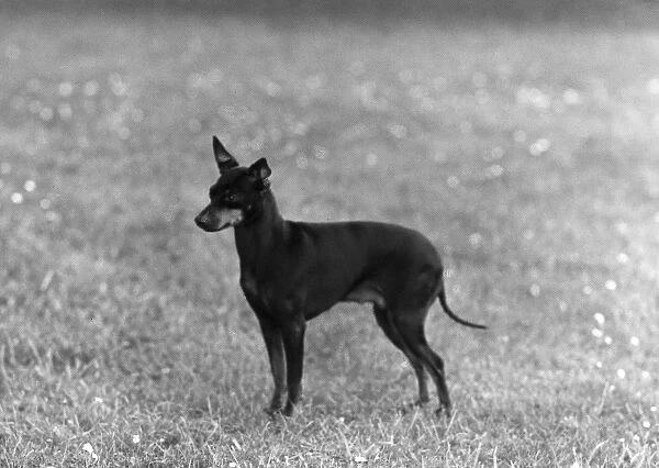 English Toy Terrier - Fall