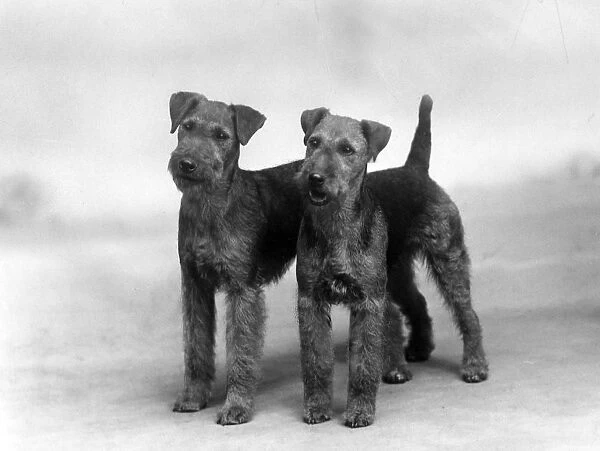 Fall  /  Welsh Terrier  /  1937