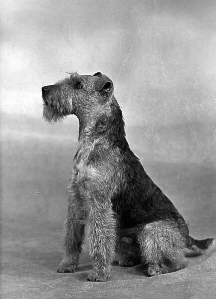 Fall  /  Welsh Terrier  /  1949