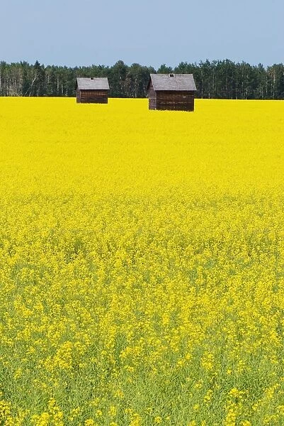 Alberta, Canada; Two Wooden Shacks In A Canola Field