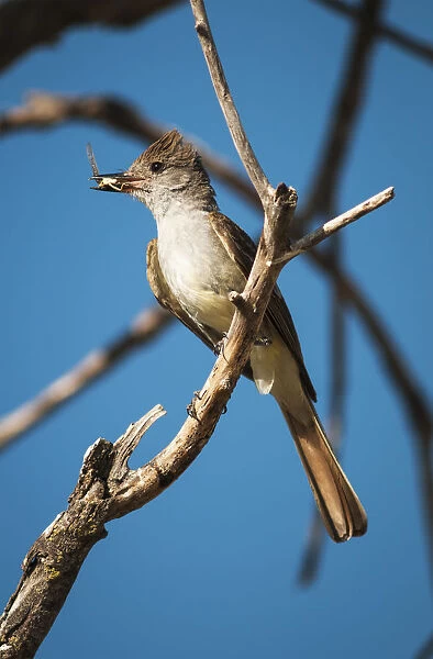 An Ash-Throated Flycatcher (Myiarchus Cinerascens) Captures Insects For Nestlings; Willows, California, United States Of America