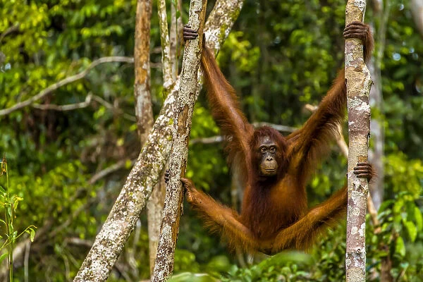 A Bornean orangutan, Pongo pygmaeus, swinging from adjacent tree trunks
