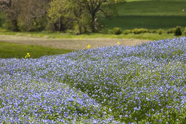 A Field Of Blue Wildflowers; Northumberland, England