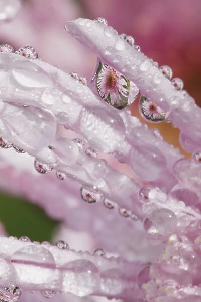 Flower Petals With Raindrops; Portland, Oregon, United States of America