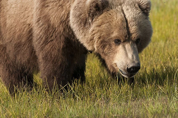 A Grizzly Bear (Ursus Arctos Horribilis); Alaska, United States Of America