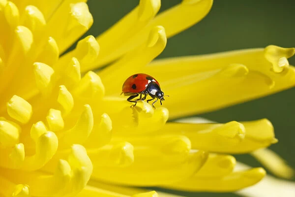 Ladybug on a yellow blossom