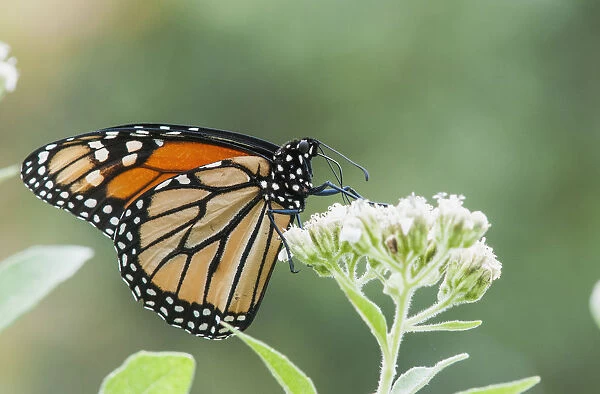 A Monarch Butterfly (Danaus Plexippus) Resting On Small White Flowers; Vian, Oklahoma, United States Of America
