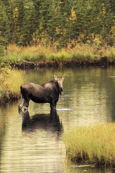 Moose (Alces Alces) Feeding In A Shallow Pond South Of Cantwell, Photo Taken From Parks Highway Common Moose Habitat; Alaska, United States Of America