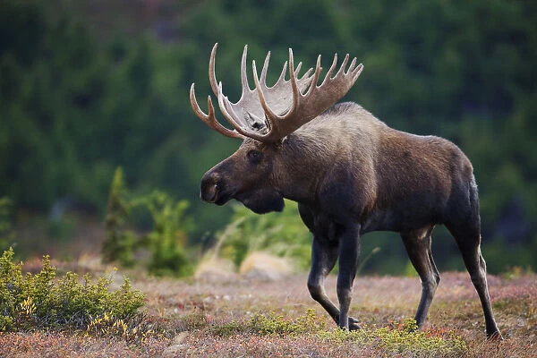 Moose Bull Walking On Autumn Tundra During Rut, Powerline Pass, Chugach State Park, Chugach Mountains, Alaska