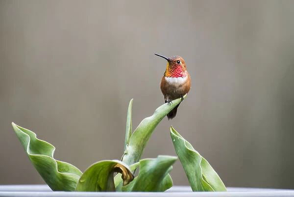 Perched male Rufous hummingbird