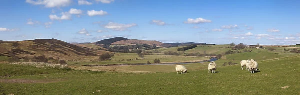 Sheep Grazing In A Field; Rothbury Northumberland England