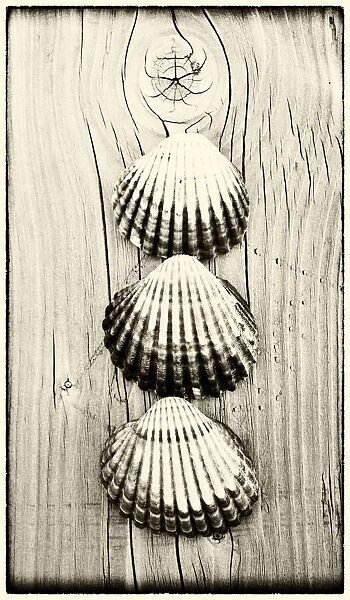 Three shells on piece of wood