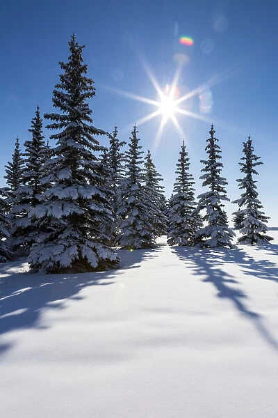 Snow Covered Evergreen Trees On A Snow Covered Hillside With Blue Sky And Sun Burst; Calgary, Alberta, Canada