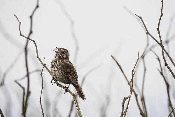 A Song Sparrow (Melospiza Melodia) Sings; Newport, Oregon, United States Of America