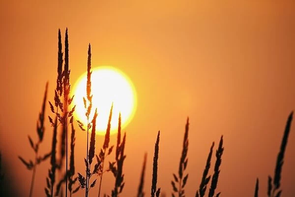 Tall Grass In A Sunset
