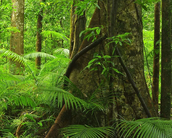 Tree in Daintree Rainforest, Mossman Gorge, Daintree National Park, Queensland, Australia