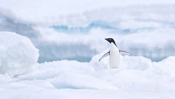 Adelie Penguin (Pygoscelis adeliae) standing with its wings wide on Paulet Island